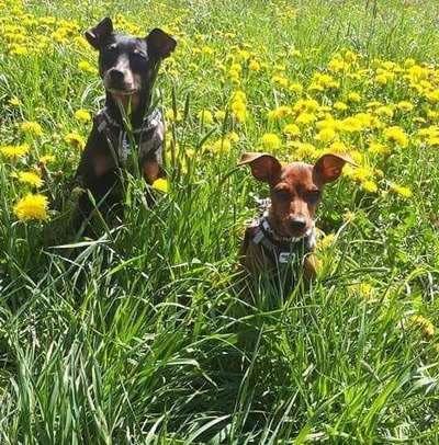 Die Dogorama Kalender Challenge 4/4-Beitrag-Bild