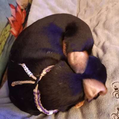 Hier ist der Spaßthread. Zum Schmunzeln und Kaputtlachen-Beitrag-Bild