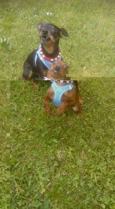 Lustigsten Grimassen von euren Hunden-Beitrag-Bild