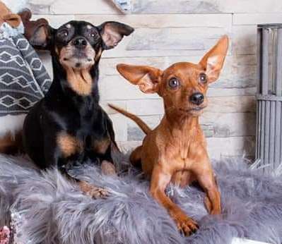 Zeichnungen eurer Hunde-Beitrag-Bild