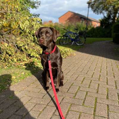 Hundetreffen-Treffen in Bramfeld-Bild