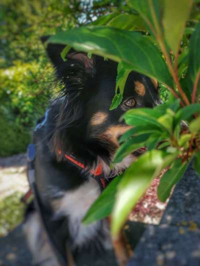 Die Dogorama Kalender Challenge Titelbild-Beitrag-Bild