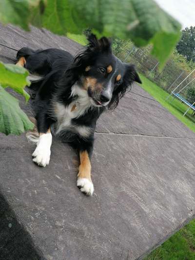 Gibt's hier noch mehr Border Collies???-Beitrag-Bild