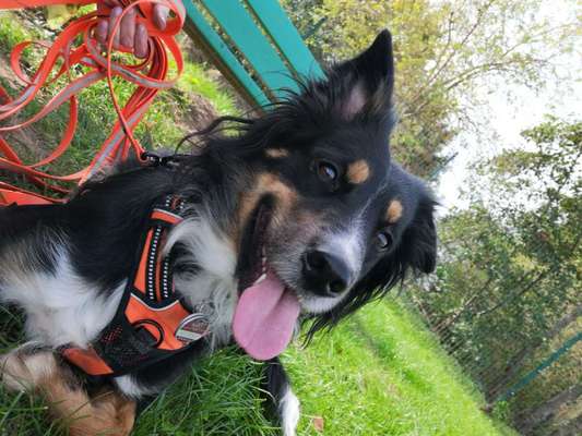 Gibt's hier noch mehr Border Collies???-Beitrag-Bild