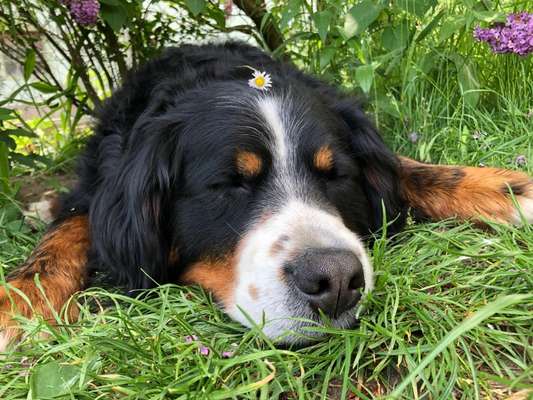 Berner Sennen-Beitrag-Bild