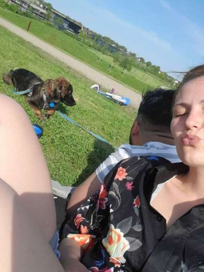 Hirtenhund-Beitrag-Bild