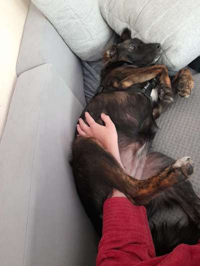 Hirtenhund-Beitrag-Bild