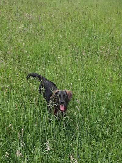 Hirtenhund-Beitrag-Bild