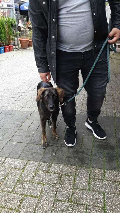 Hirtenhund-Beitrag-Bild