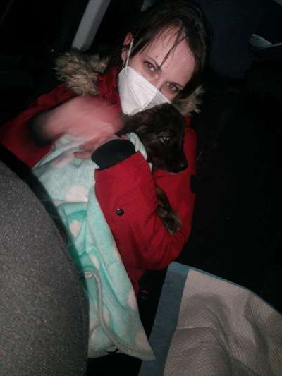 Hirtenhund-Beitrag-Bild