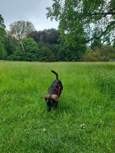 Hirtenhund-Beitrag-Bild