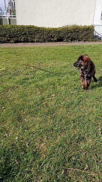 Welpe, 5 Monate, mag nicht fressen-Beitrag-Bild