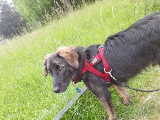 Hirtenhund-Beitrag-Bild