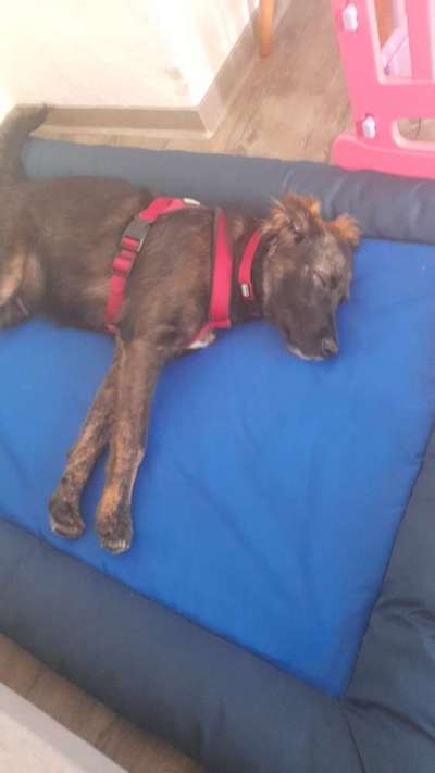 Hirtenhund-Beitrag-Bild