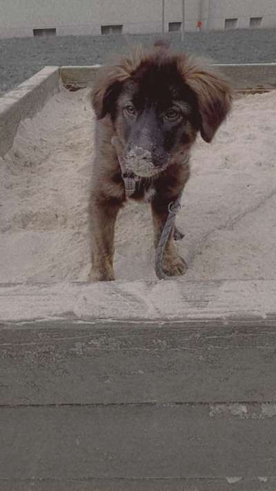 Welpe, 5 Monate, mag nicht fressen-Beitrag-Bild