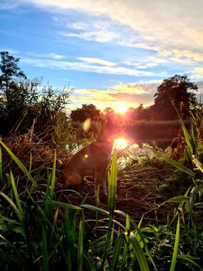 Seltene Rassen!-Beitrag-Bild