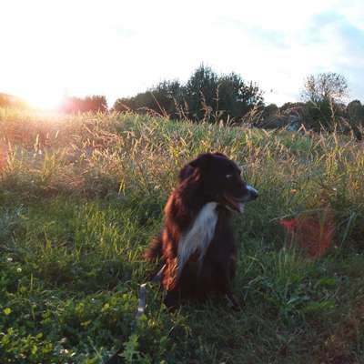 Hundetreffen-Soziale Runde-Bild