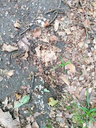 Giftköder-Krankenhaus Waldweg,weisses Pulver-Bild