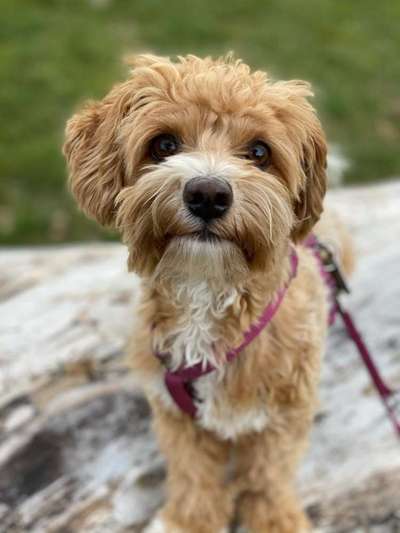 Maltipoo Freunde-Beitrag-Bild