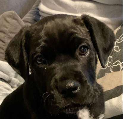 Ist hier jemand mit ein cane corso ?-Beitrag-Bild