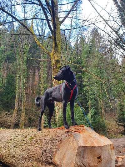 Dogorama Photo Challenge - Märchenwald-Beitrag-Bild