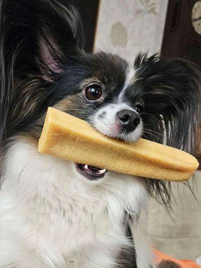 Wo sind die Papillon Besitzer?-Beitrag-Bild