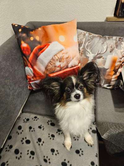 Wo sind die Papillon Besitzer?-Beitrag-Bild