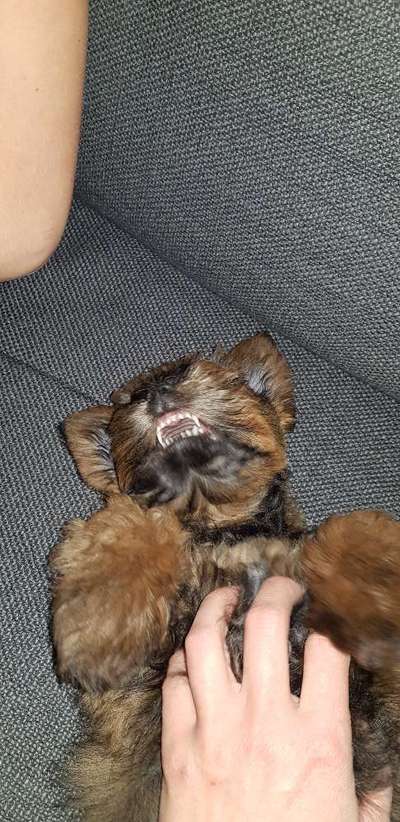 Zeige das lustigste Bild eures Hundis-Beitrag-Bild