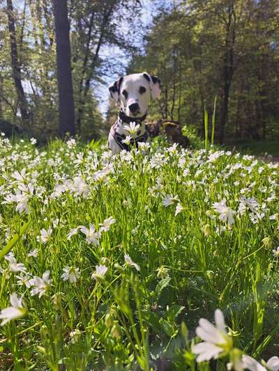 Dogorama Photo Challenge - Frühlingserwachen-Beitrag-Bild