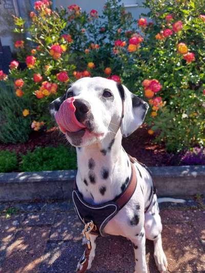 Tongue Out Tuesday-Beitrag-Bild