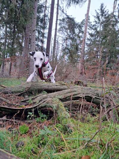 27. Handy Fotochallenge-Beitrag-Bild