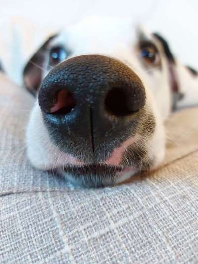 Zeigt mir die tollste Nahaufnahme von eurer Fellnase-Beitrag-Bild