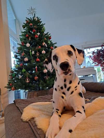 Dogorama Photo Challenge - Weihnachtsbaum-Beitrag-Bild