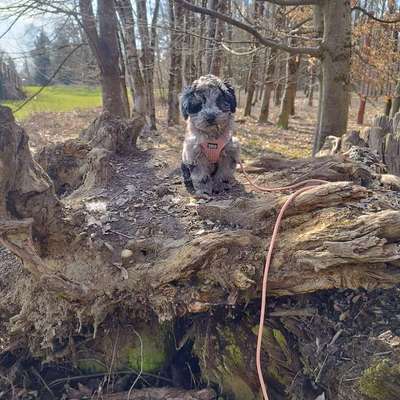Hundetreffen-Gassi treffen-Bild