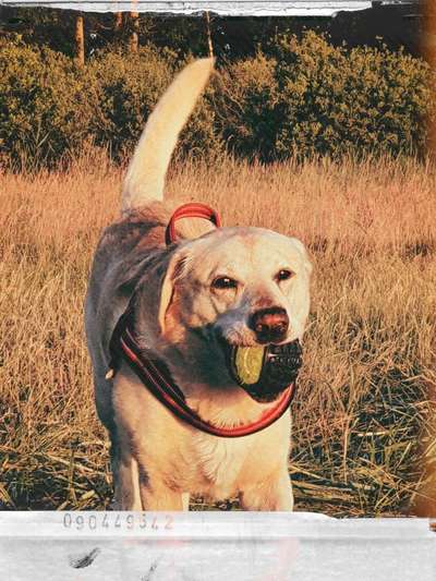 Zeichnungen eurer Hunde-Beitrag-Bild