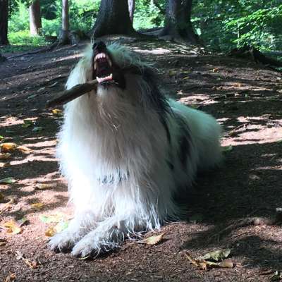 Fotochallenge Nr. 47 - Zeigt die Zähne-Beitrag-Bild