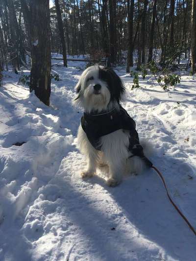 Die Dogorama Wochen Challenge-Beitrag-Bild