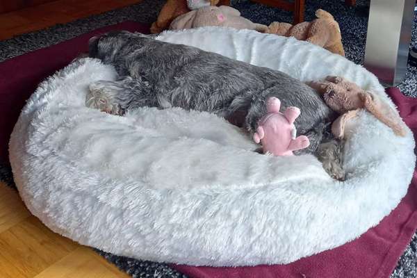 Welches Hundebett für große Rassen?-Beitrag-Bild