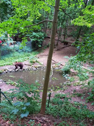 Was haltet ihr von Zoo's?-Beitrag-Bild