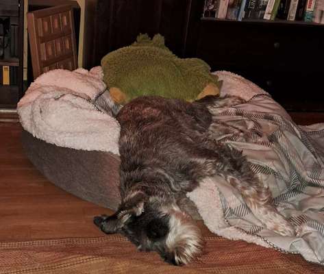 Welches Hundebett für große Rassen?-Beitrag-Bild