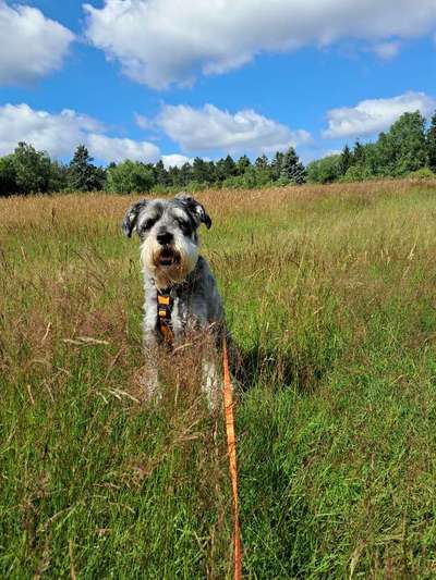 Wie kamst du zu deinem Hund?-Beitrag-Bild