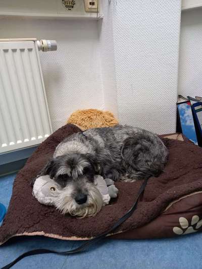 Mit wem kuschelt euer Hund?-Beitrag-Bild