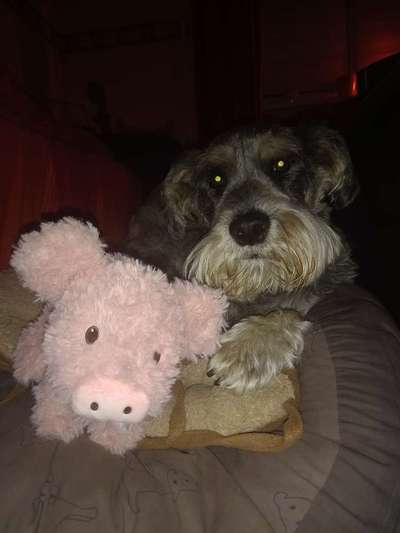 Mit wem kuschelt euer Hund?-Beitrag-Bild