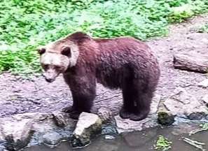 Was haltet ihr von Zoo's?-Beitrag-Bild