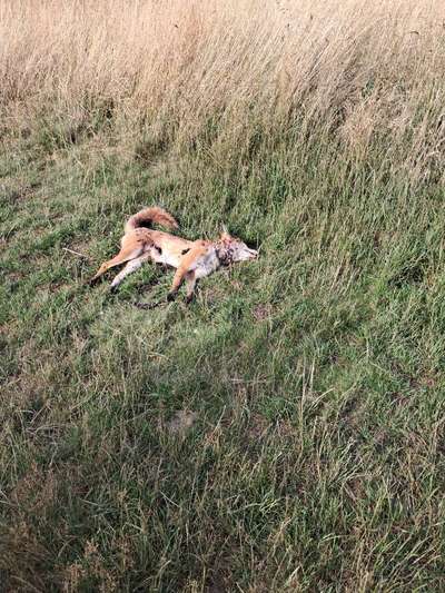 Giftköder-Toter Fuchs auf dem Blauen Haufen-Bild