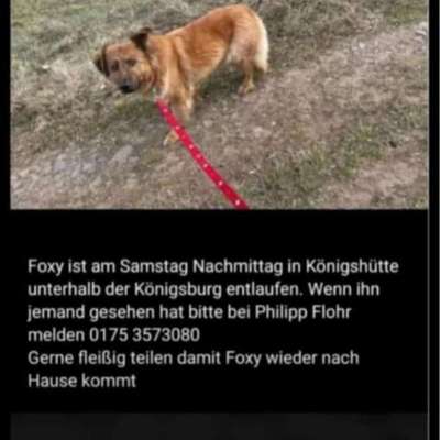 Suchmeldung-Foxy-Bild