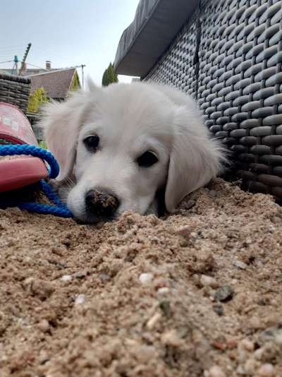 Hundetreffen-Welpentreff/Gassiründchen-Bild