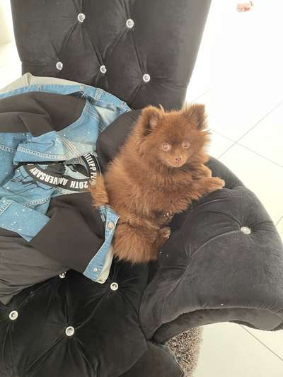 Rhodesian Ridgeback-Beitrag-Bild