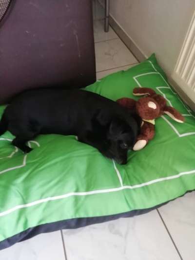 Rhodesian Ridgeback-Beitrag-Bild