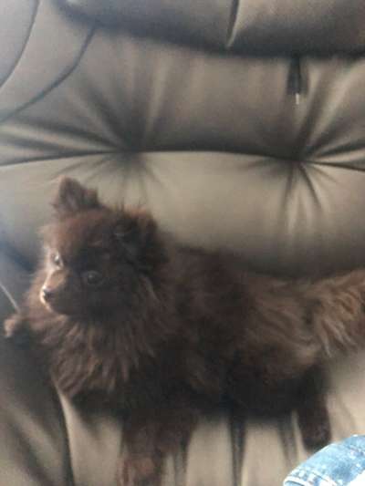 Spitz--Zwergspitz--kleinspitz---mittelspitz----Großspitz--Wolfsspitz-Beitrag-Bild